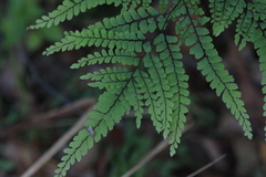 Adiantum formosum