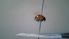Coccinella