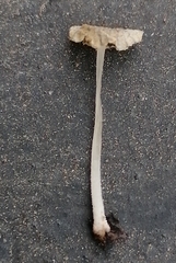 Fungi