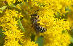 Colletes compactus
