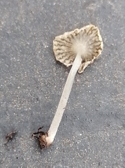 Fungi