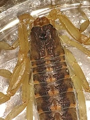 Centruroides