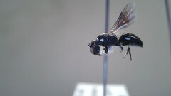 Hylaeus leptocephalus