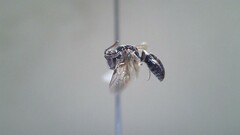 Hylaeus leptocephalus