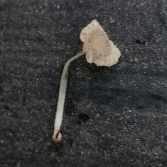 Fungi