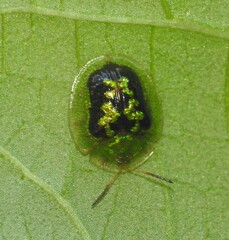Cassida diomma