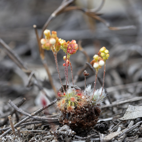 Drosera paleacea