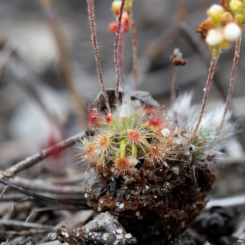 Drosera paleacea