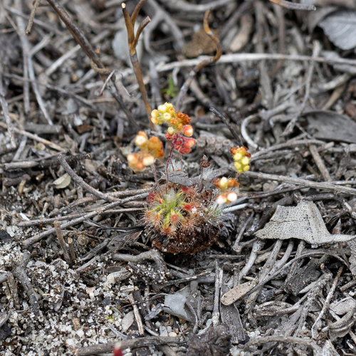Drosera paleacea