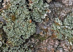 Cladonia caespiticia