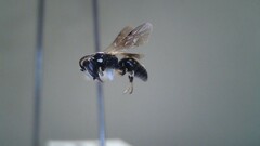 Hylaeus leptocephalus