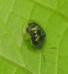 Cassida diomma