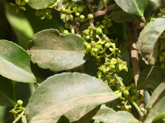 Salacia chinensis
