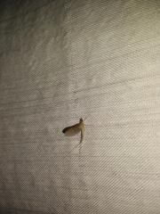 Callibaetis pictus