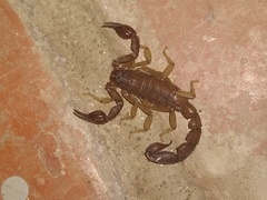 Vaejovidae