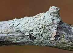 Physcia sorediosa