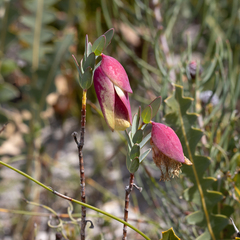 Pimelea physodes
