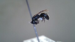 Hylaeus leptocephalus