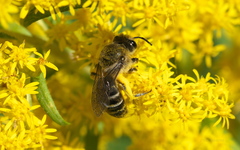 Colletes compactus