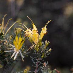 Lambertia inermis