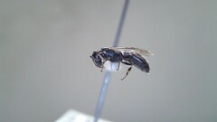 Hylaeus leptocephalus