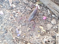 Thorellius cristimanus