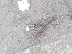 Thorellius cristimanus