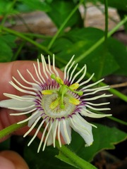 Passiflora bryonioides