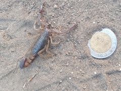 Thorellius cristimanus