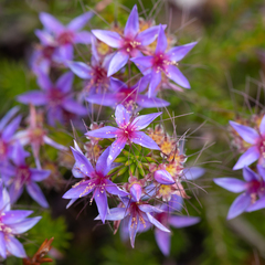 Calytrix leschenaultii