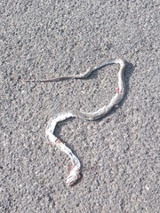 Masticophis mentovarius