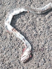 Masticophis mentovarius