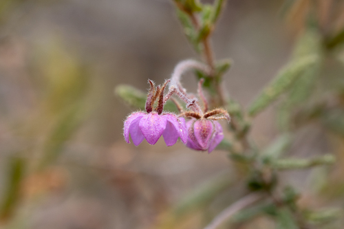 Narrow-leaved thomasia (Thomasia angustifolia)