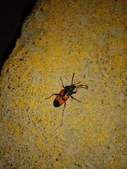 Megaderus bifasciatus