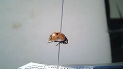 Coccinella