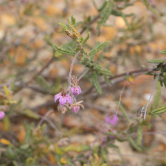 Thomasia angustifolia