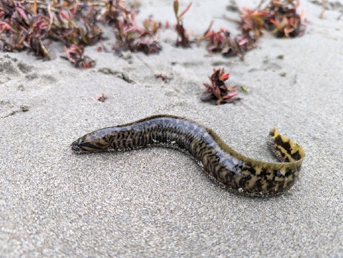 Rock prickleback (Xiphister mucosus) — Stichaeidae — 3