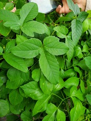 Passiflora bryonioides