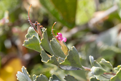 Adenanthos cuneatus