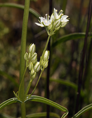 Frasera albicaulis nitida