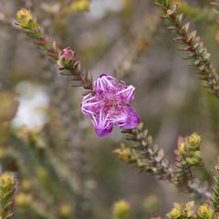 Melaleuca pulchella