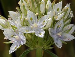 Frasera albicaulis nitida