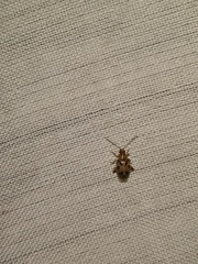 Systena nigroplagiata