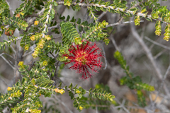 Melaleuca anisandra