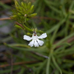 Goodenia scapigera