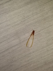 Kalotermitidae