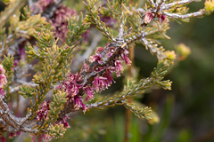 Melaleuca suberosa