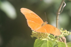 Dryas iulia moderata