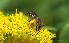 Colletes compactus