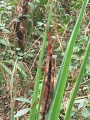 Anisomorpha buprestoides